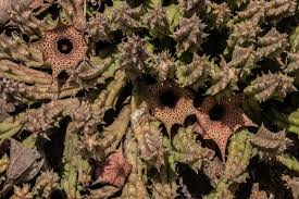 Image result for Huernia hislopii