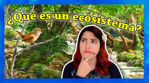 El tamaño y número de ecosistemas urbanos no tienen precedentes. Que Es Un Ecosistema Youtube