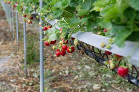 Cet Agriculteur Cultive Des Fraises Et Des Framboises Haut De Gamme Dans L Allier Bayet 03500