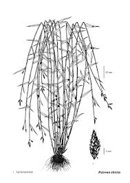 Image result for Fuirena stricta