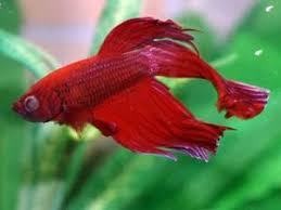 Complete Guide To Betta Fish Diseases And Treatment With Pictures Fish Care