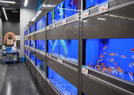 Pet shops located near me. Pet Store Supplies Evanston Il 4120 Pet Supplies Plus