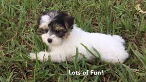 Morkies are playful, trainable, and lively little dogs. Unique Tri Colored Morkies For Sale In Florida With Michelines Pups Youtube