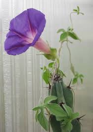 Image result for Ipomoea plebeia