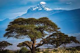 Modern tanzania combines two areas that at other times have been governed separately: Mount Kilimanjaro Tanzania Africa Photograph By Jon Berghoff