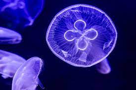 900 x 636 jpeg 57 кб. Moon Jellyfish Facts Habitat Diet Life Cycle Baby Pictures