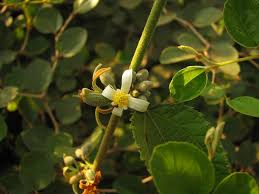 Image result for Grewia arborea