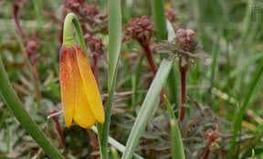 Image result for Flabellaria paniculata