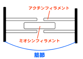 筋短縮と筋攣縮 スパズム の評価ポイントや治療とは ２つの違いを大公開 要注意 いつまで普通の理学療法士を続ける気ですか 理学療法士 aの知識がないとつぶれますよ 治療 評価 気