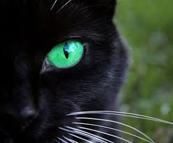 Black Baby Kittens With Green Eyes Black Cat Emerald Green Eyes Rainbow Cat Crazy Cats Black Cat