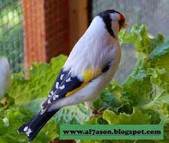 Check spelling or type a new query. Ø·Ø§Ø¦Ø± Ø§Ù„Ø­Ø³ÙˆÙ† ÙÙŠ Ø§Ù„Ù…Ù†Ø§Ù… If