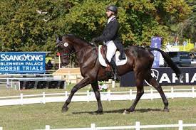 He S An Exciting Horse 25 Year Old Kiwi Tops Blenheim Young Horse Cic3 After Dressage Horse Hound