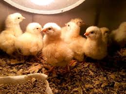 There are a lot of ways homeowners are getting back in touch with nature. How To Raise Broiler Chicks Hobby Farms