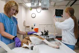 Happy tails provides top of the line, full service dog grooming in st. A Pet S Life Is A Good Life With The Best Pet Spas In Delhi At Their Service