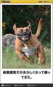 麻薬捜査犬がおかしくなって帰ってきた 爆笑画像 面白い画像 動物おもしろ画像