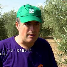 Un agricultor vaticina "otra cosecha perdida" ante la escasez de olivas:  "Es como encontrar una aguja en un pajar"
