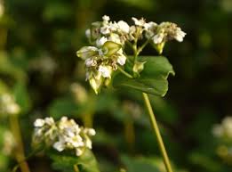Image result for Fagopyrum snowdenii