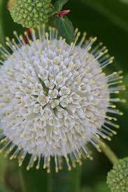 Image result for Cephalanthus