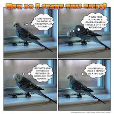 Bird Joke Budgies Budgie Parakeet Parakeet