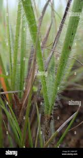 Image result for Tristachya