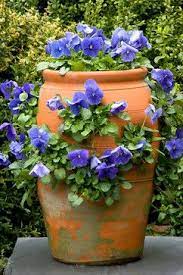 Pin By Sherry Oyer Yoder On Flowers Gardens Containers Perennials Annuals Container Plants Strawberry Pots Container Gardening