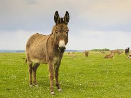 See more ideas about donkey, the donkey, donkey care. Is It Safe For Horses To Live With Donkeys