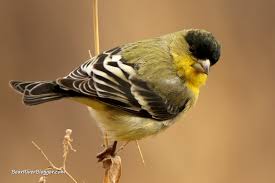 Anne may 16, 2018 2:17 pm. Easily Attract Goldfinches To The Backyard Bear River Blogger