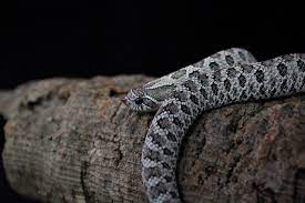 Hognose snakes are very simple and easy to maintain, and do not get large by any standard. Your New Pet Hognose Snake Shopping List Reptifiles