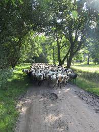 Orvelte Drenthe The Netherlands Landschappen Nederland Natuurfotografie