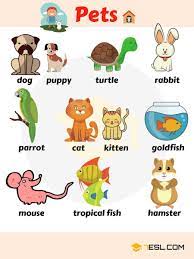 Huge List Of Pets And Different Types Of Pets With Pictures 7esl English Vocabulary Animals Name In English English Lessons For Kids