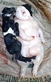 Woman cited after dogs escape and kill goat подробнее. Goat Gives Birth To Furless Half Pig Half Human Creature In Philippines Daily Mail Online
