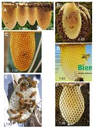 In the production of honey, these worker bees take on specialized roles as foragers and house bees. Honeycomb Pictures Found In Internet A Ottawa Honey House 25 B Download Scientific Diagram