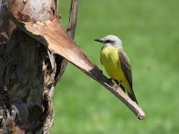 Passarinho, que som é esse? Gravadores autônomos em pesquisas sobre aves
