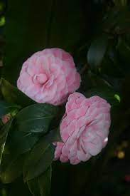 Camellia Virginia Franco Rosea Indoor Flowering Plants Camellia Beautiful Flowers