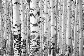 Aspens Trees Photo Colorado Art Aspen Tree Wall Art Bnw Etsy