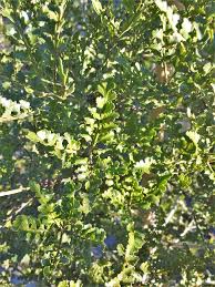 Image result for Phyllocladus trichomanoides