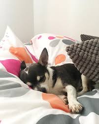 Sieste Mood Dog Puppy Chihuahua Love Doglover Montpellier Sieste Pintademontpellier Saturdaynightfever Chihuahua Dog Lovers Dogs