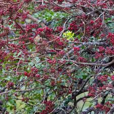 Image result for Schotia capitata