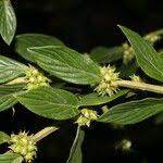 Image result for Hexasepalum sarmentosum