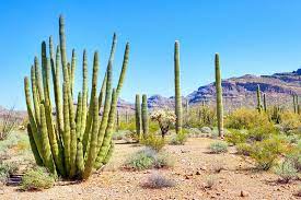 The spines of cacti are actually modified leaves. Why Do Cacti Have Spines Instead Of Leaves Cactuscare