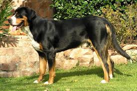We did not find results for: Greater Swiss Mountain Dog Puppies For Sale From Reputable Dog Breeders
