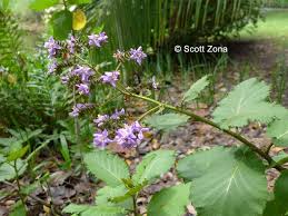 Image result for Wigandia urens