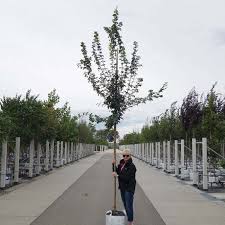 Acer campestre 'elsrijk' field maple acer campestre 'william caldwell. Acer Campestre Buy Field Maple Trees Online