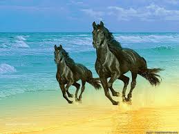 Adorable wallpapers > animal > seven horses art wallpaper (30 wallpapers). 7 Horse Hd Wallpaper Free Download Free Hd Wallpaper