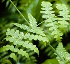 Image result for Histiopteris