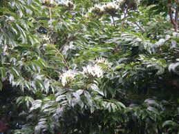 Image result for Hymenaea