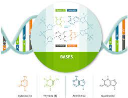 Nitrogenous base within nucleic acids purines and pyrimidines Dna Molecules Nucleotides Ancestrydna Learning Hub