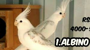 Top 10 Cocktail Birds Price List 2019 2020 Youtube