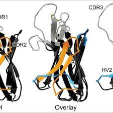 Abmli asthma and allergy center. Structural Features Of Intact Igg A Camelid Hclgg B And Shark Download Scientific Diagram