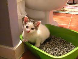 krov v kale u koshki prichiny i lechenie